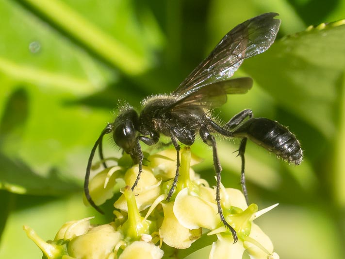 Isodontia mexicana (Mexican Grass-carrying Wasp).jpg